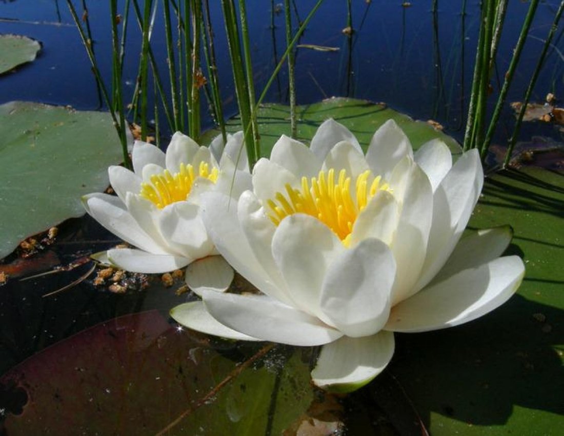 Кувшинка белая (Nymphaea Alba)