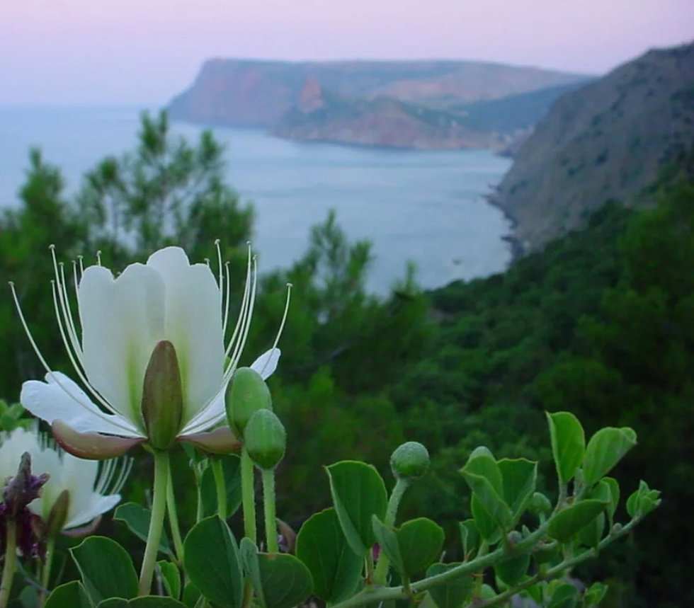 Каперсник Крымский