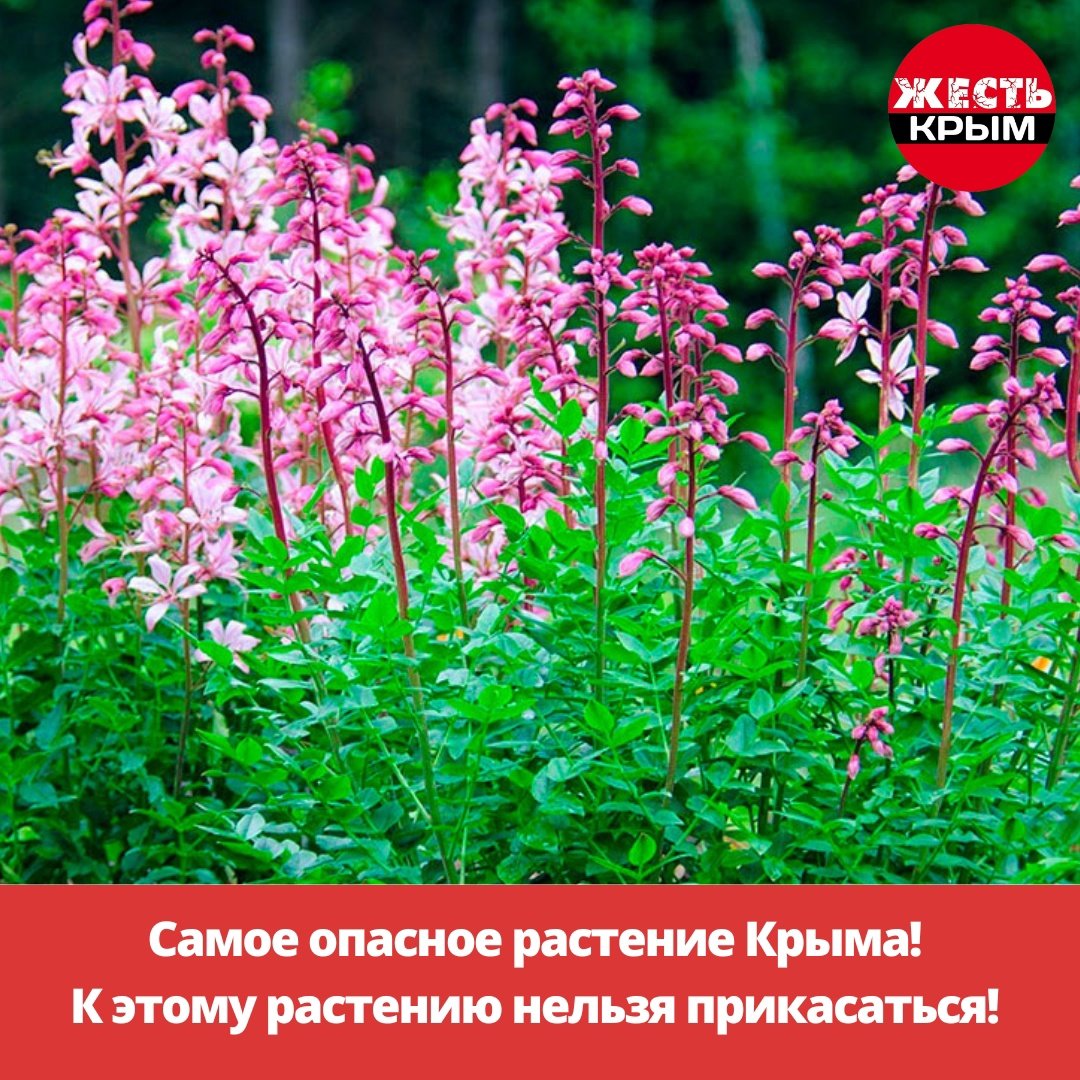 Крымские ядовитые цветы