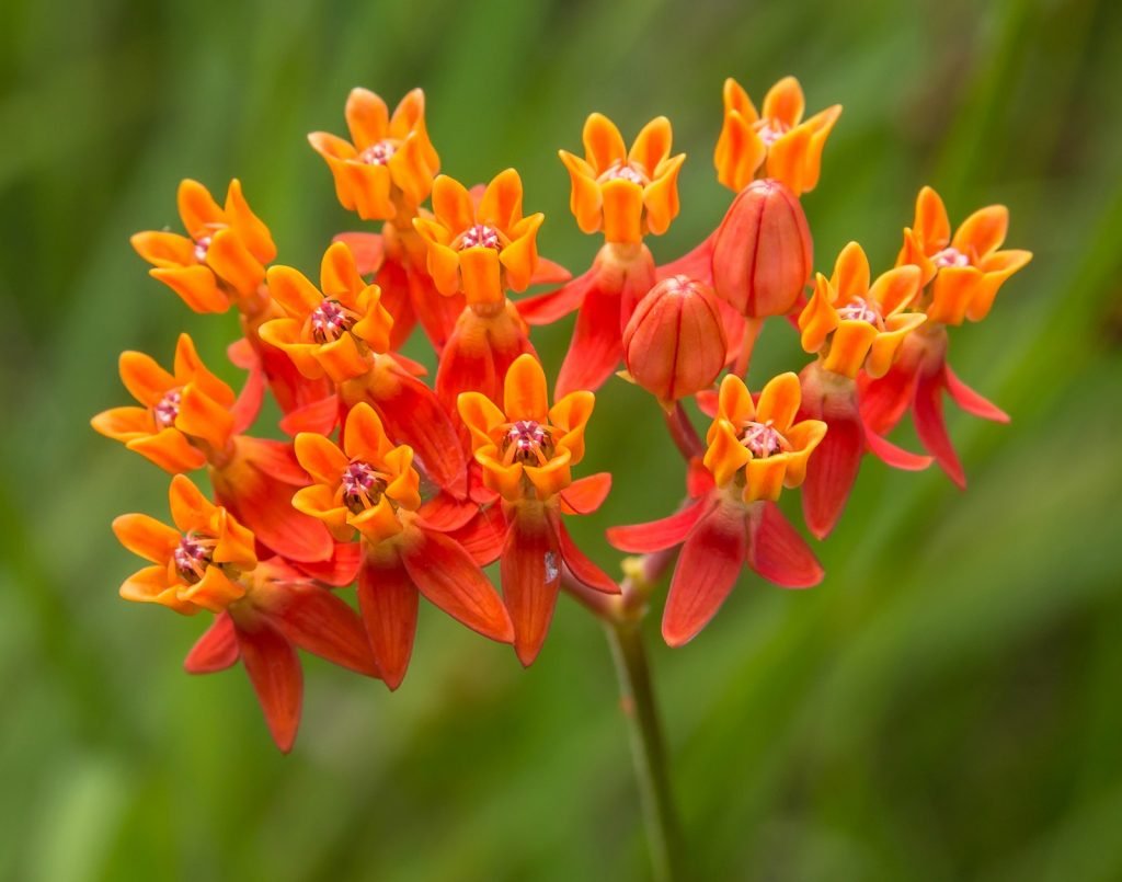 Asclepias lanceolata