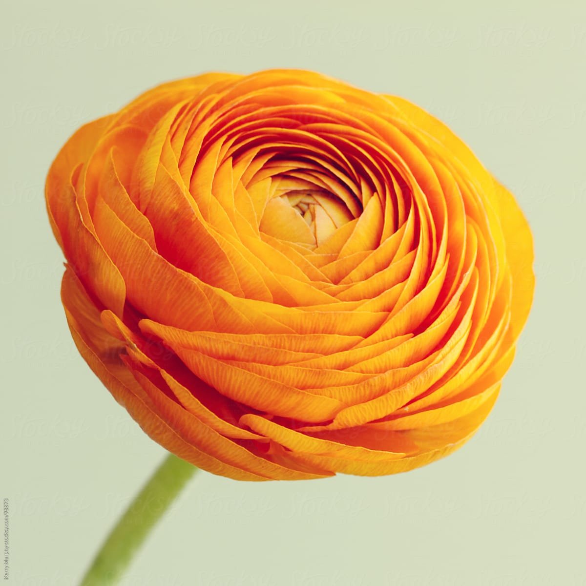 Holland Bulbs ранункулюс оранж