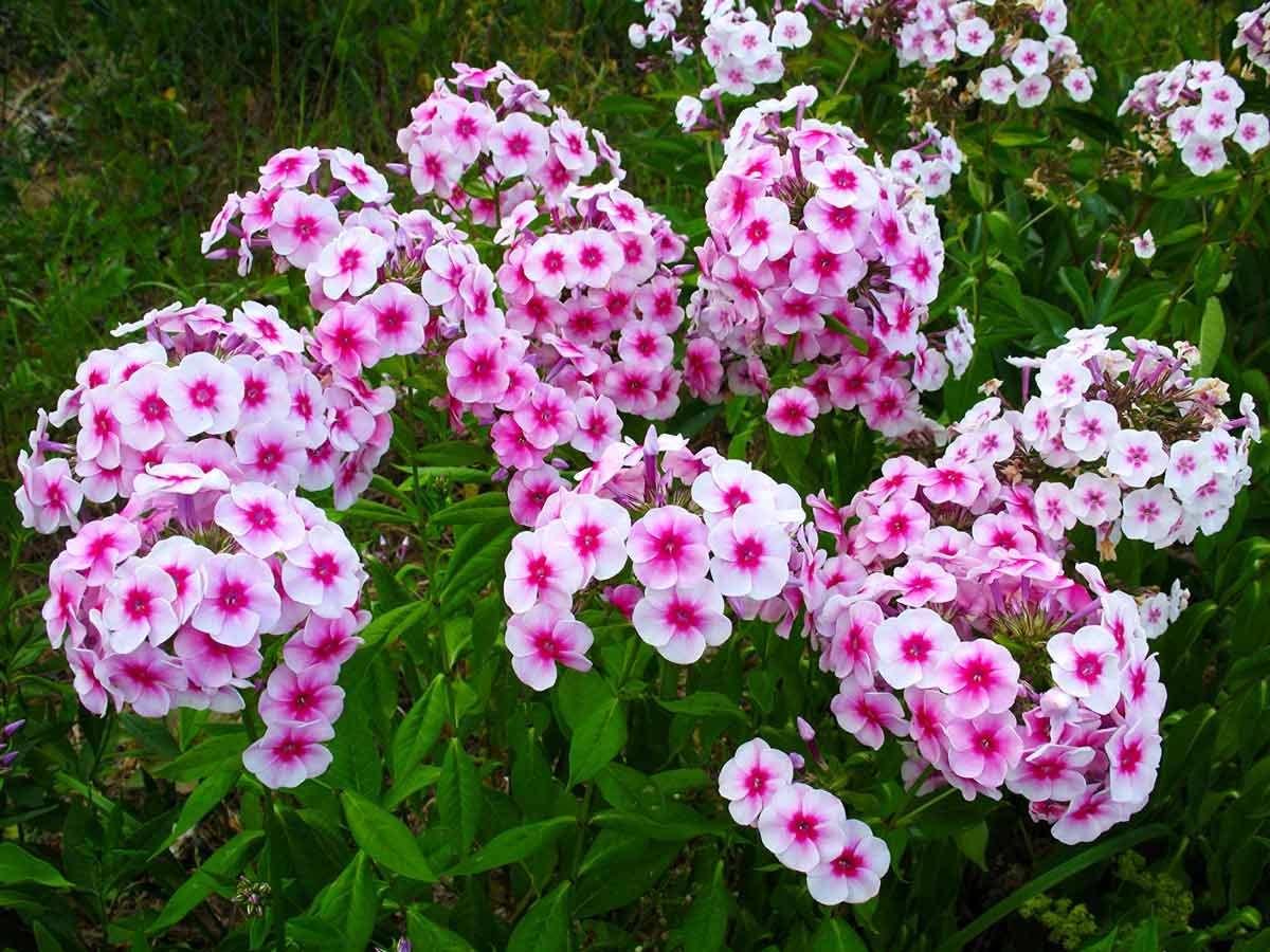 Флоксы мультифлора