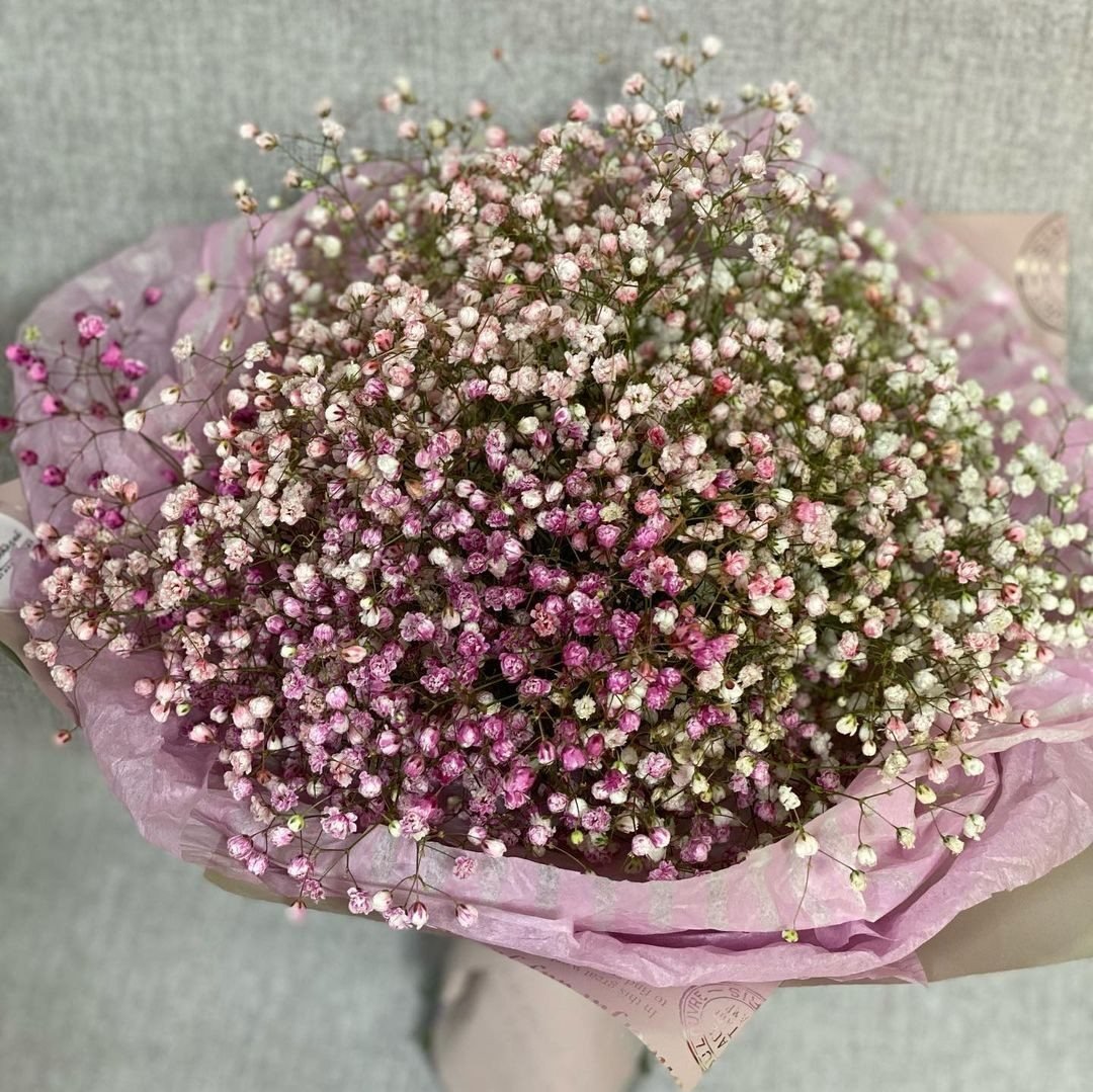 Мирабелла сорт гипсофила