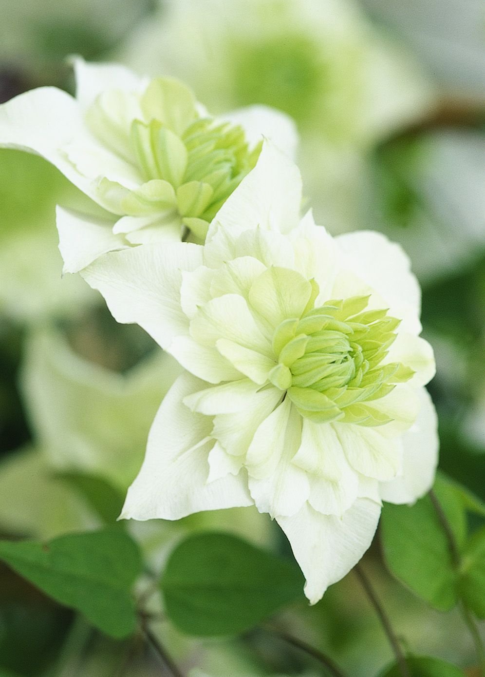 Flore pleno клематис