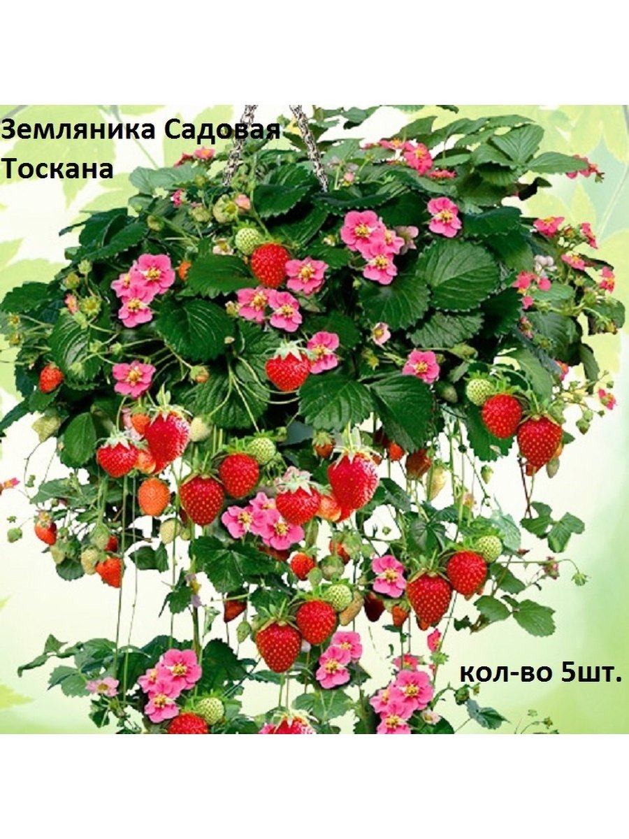 Клубника ампельная Тоскана