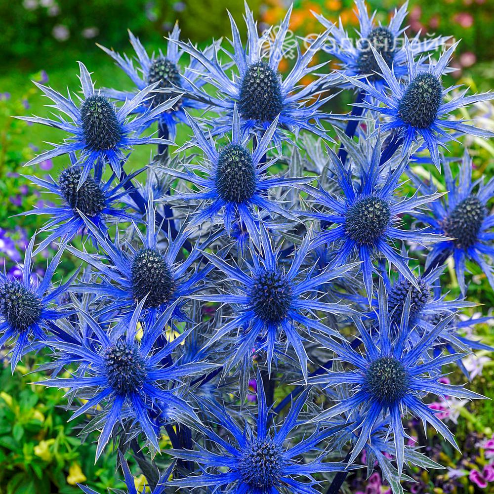 Синеголовник (Eryngium)