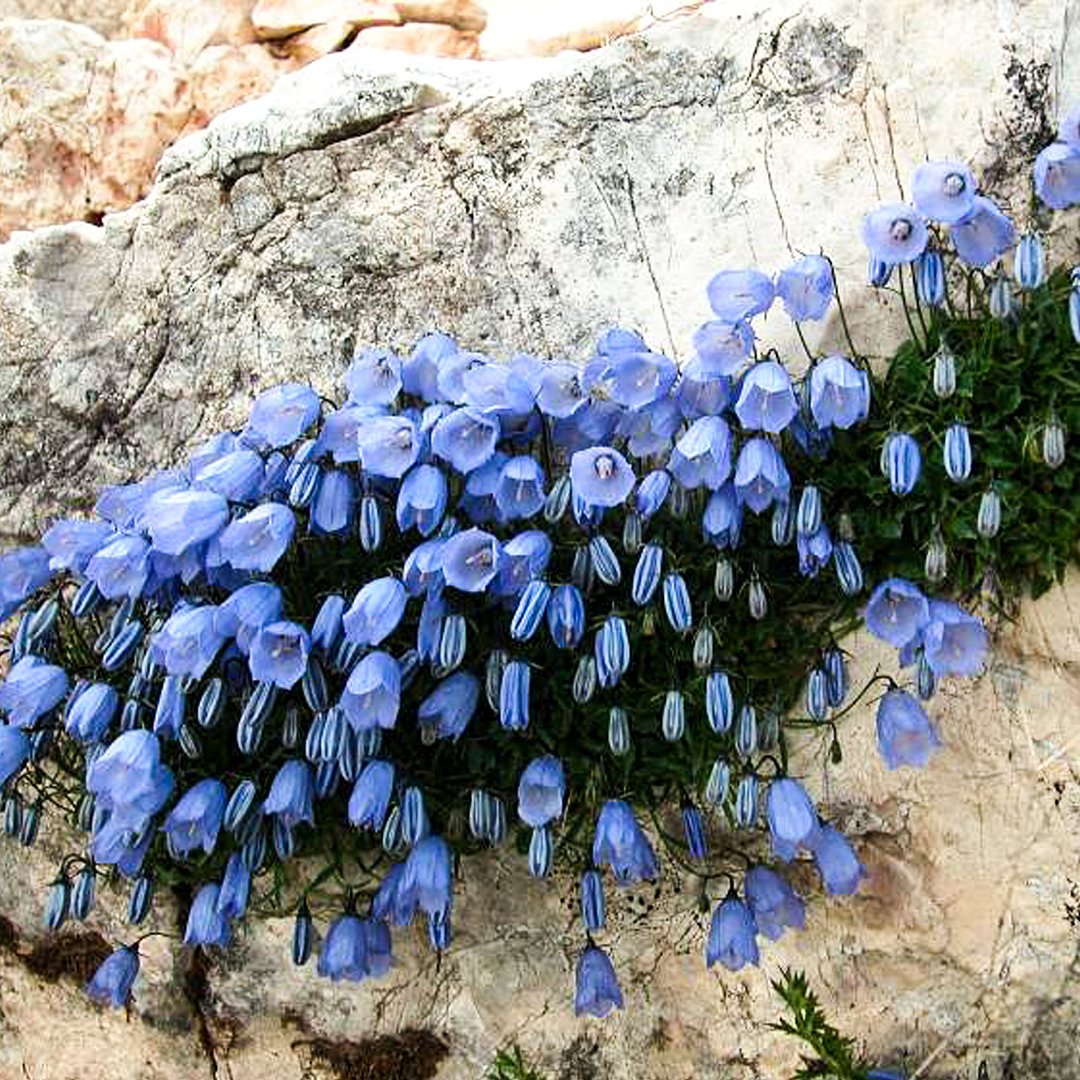 Колокольчик ложечницелистный (Campanula cochleariifolia)