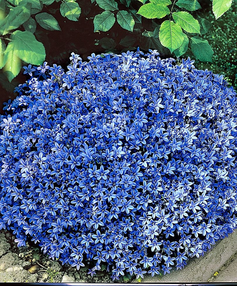 Campanula portenschlagiana