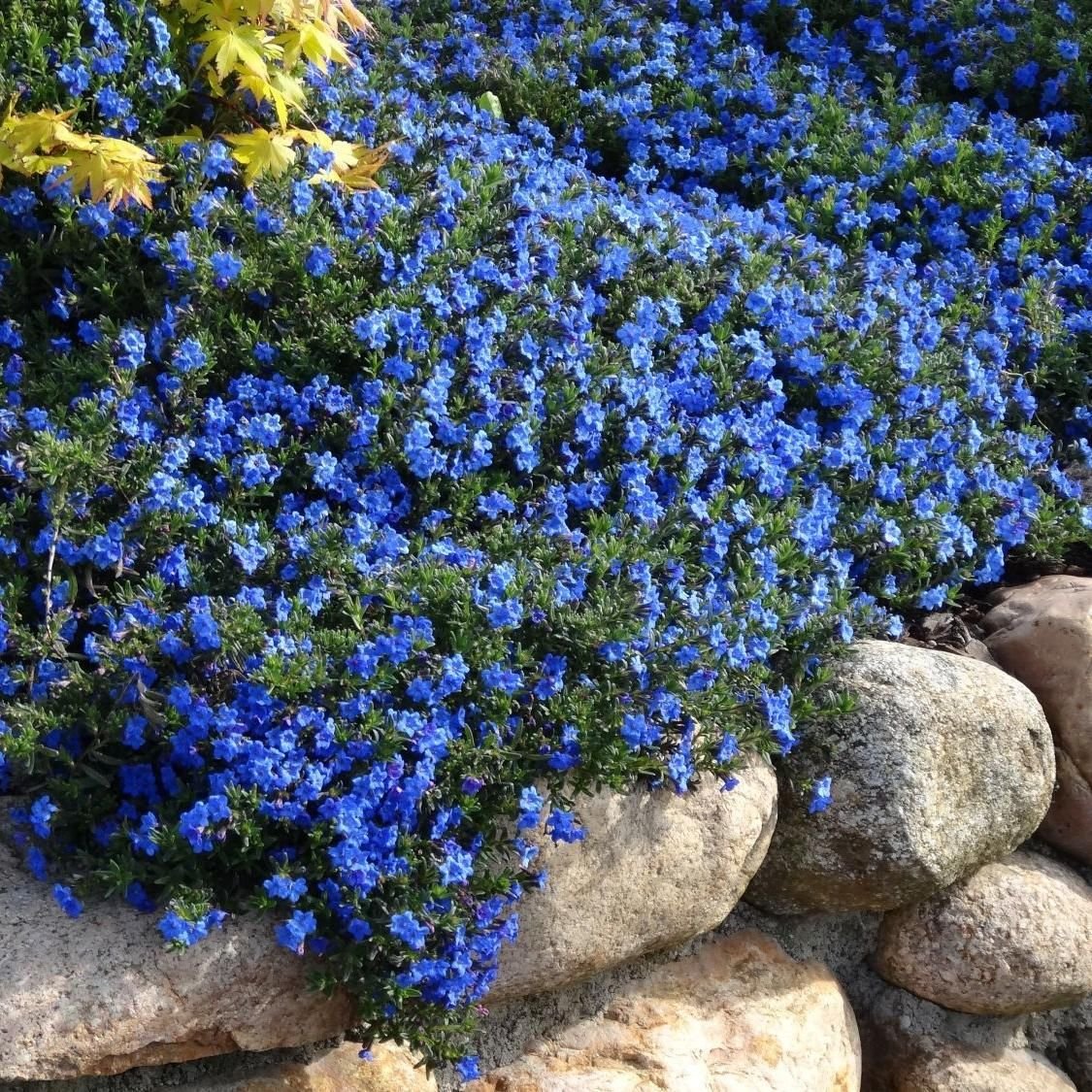 Литодора Heavenly Blue