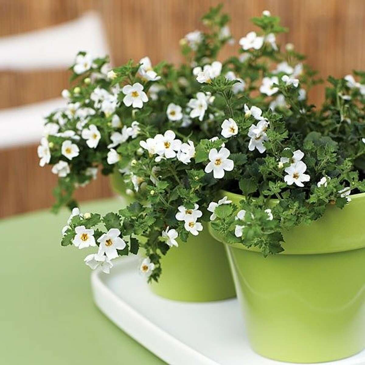 Комнатное растение с мелкими белыми цветами