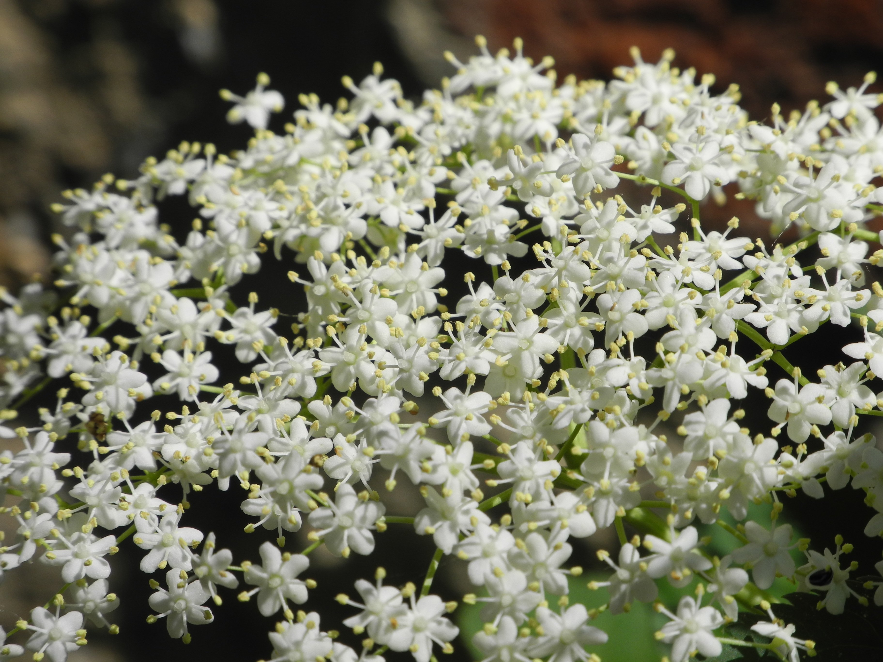 К к 8 букв растение. Растение с белыми цветами. Растение с мелкими белыми цветочками. Мелкие белые цветочки. Мелкие белые цветы.