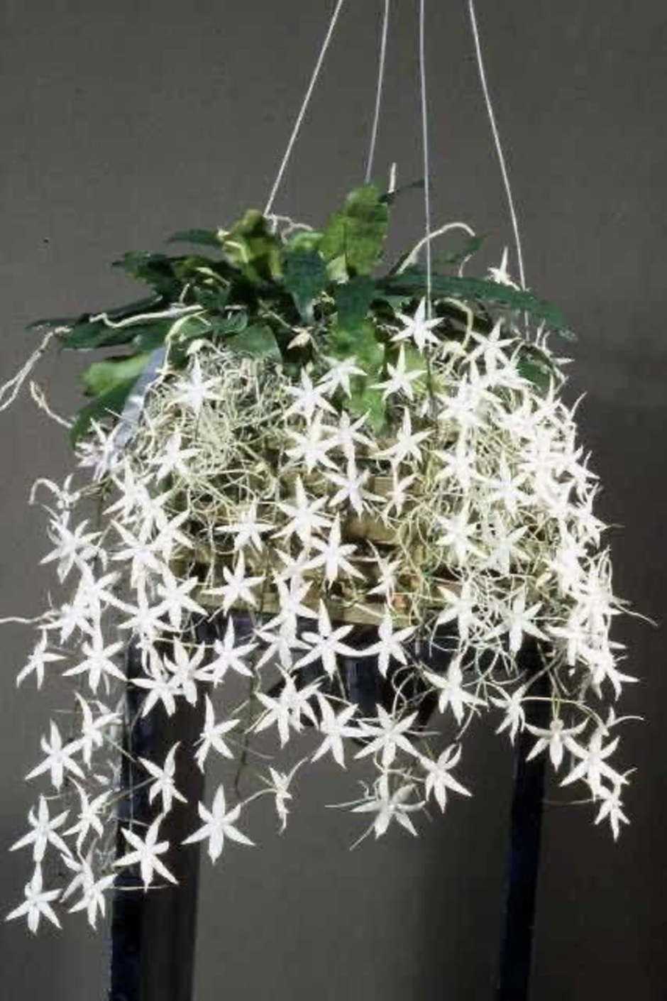 Aerangis Biloba