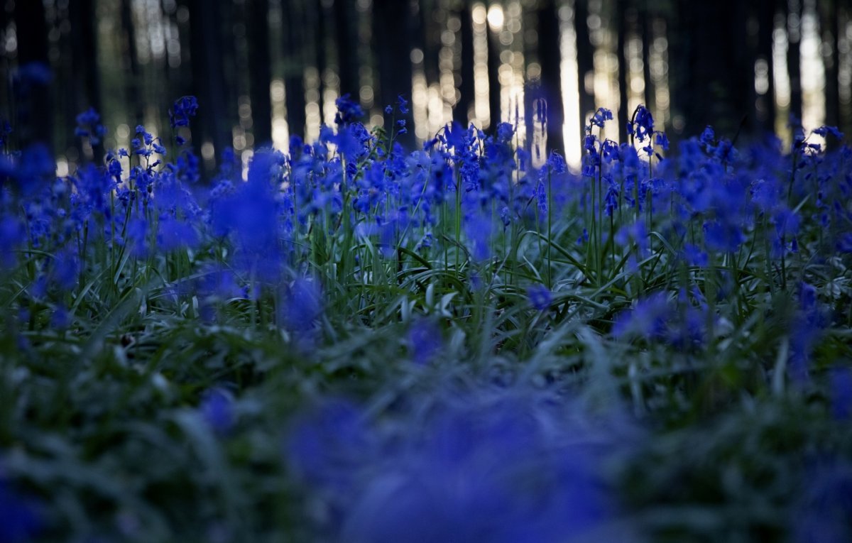 Маленькие синие цветы в лесу