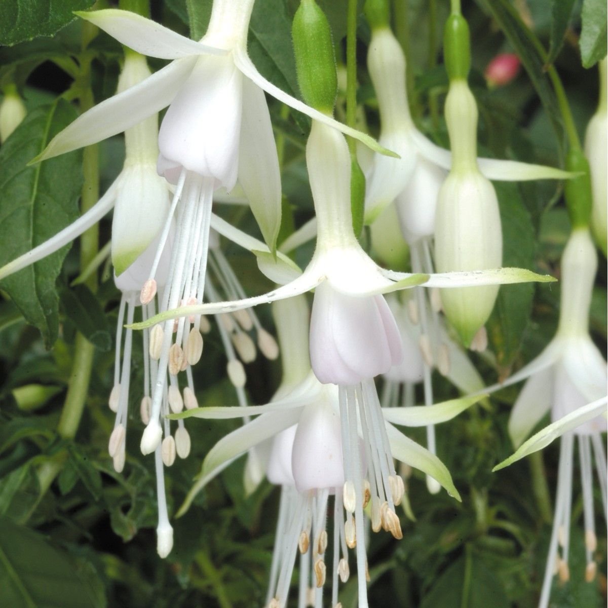 Фуксия (Fuchsia) Hawkshead