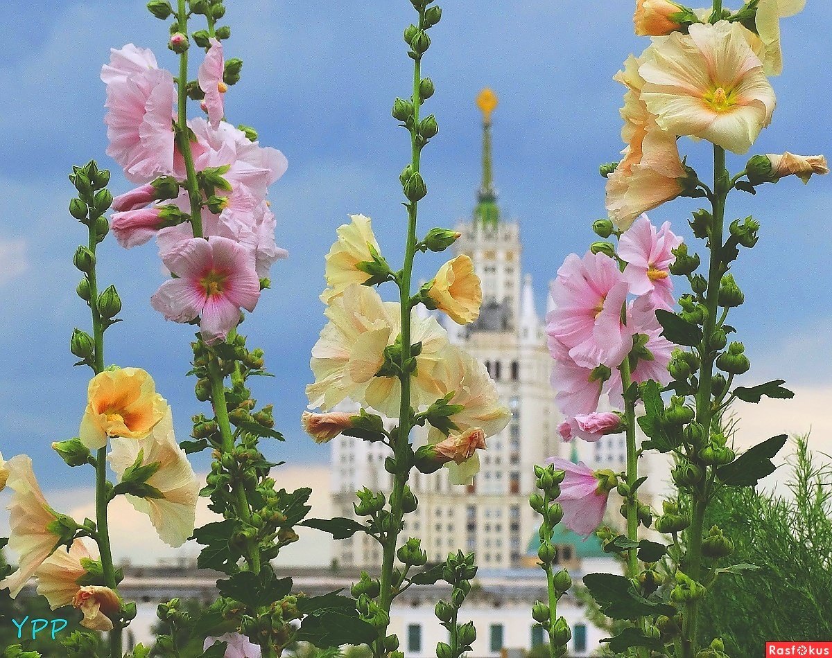 Мальва в городе