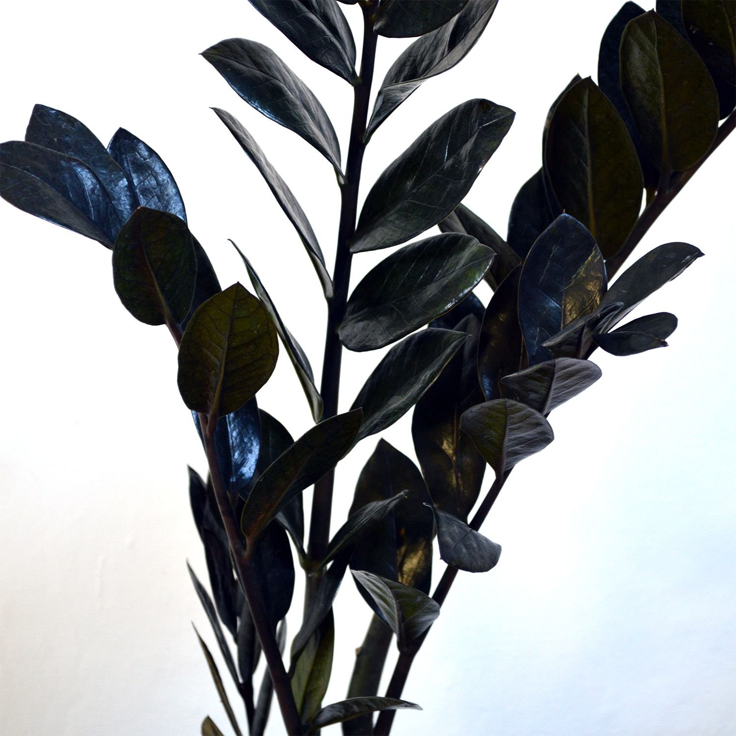 Комнатное растение с темными листьями. Замиокулькас Raven. Замиокулькас Блэк. Блэк Рейвен замиокулькас. Замиокулькас Black Raven.