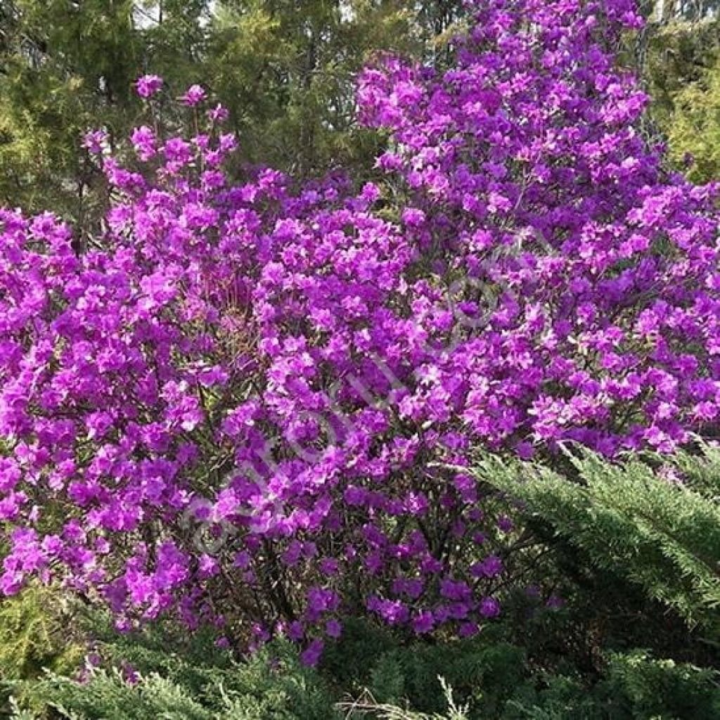 Рододендрон листопадный Даурский