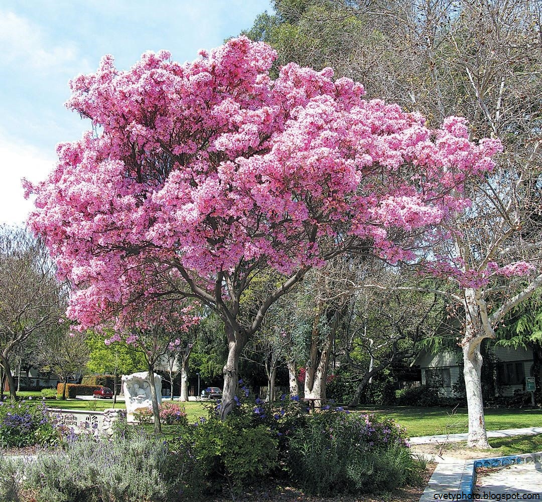 Табебуйя розовая (Tabebuia rosea)