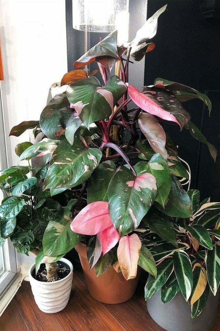 Филодендрон Pink Queen
