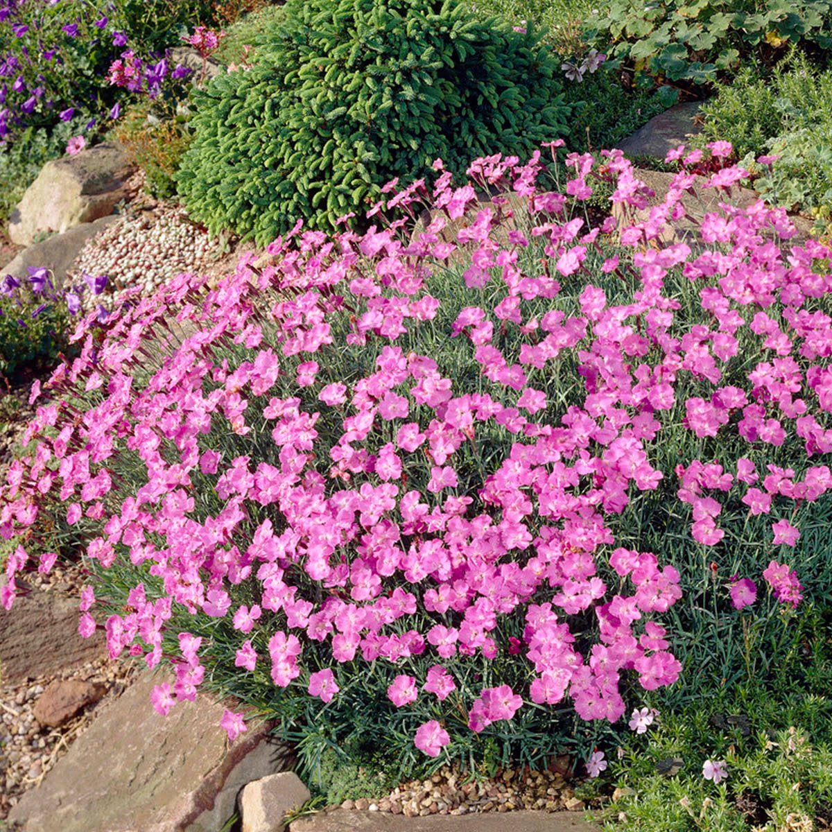 Гвоздика сизая Dianthus gratianopolitanus
