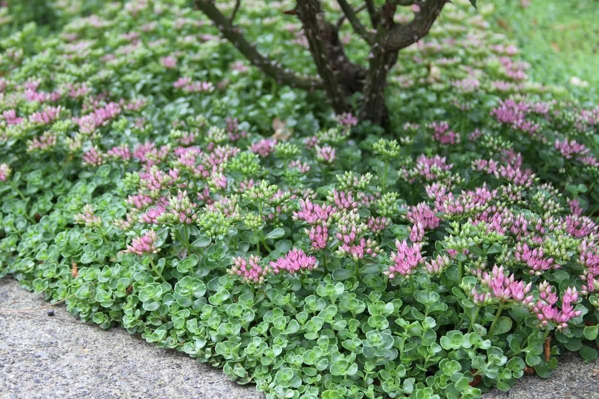 Очиток ложный (Sedum spurium `Roseum`)