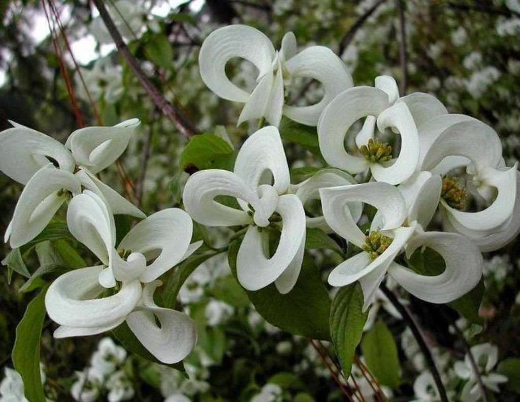 Бентамидия. Cornus_Florida_urbiniana-