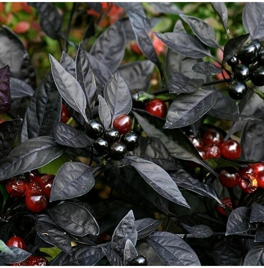 Перец чёрная Жемчужина Black Pearl