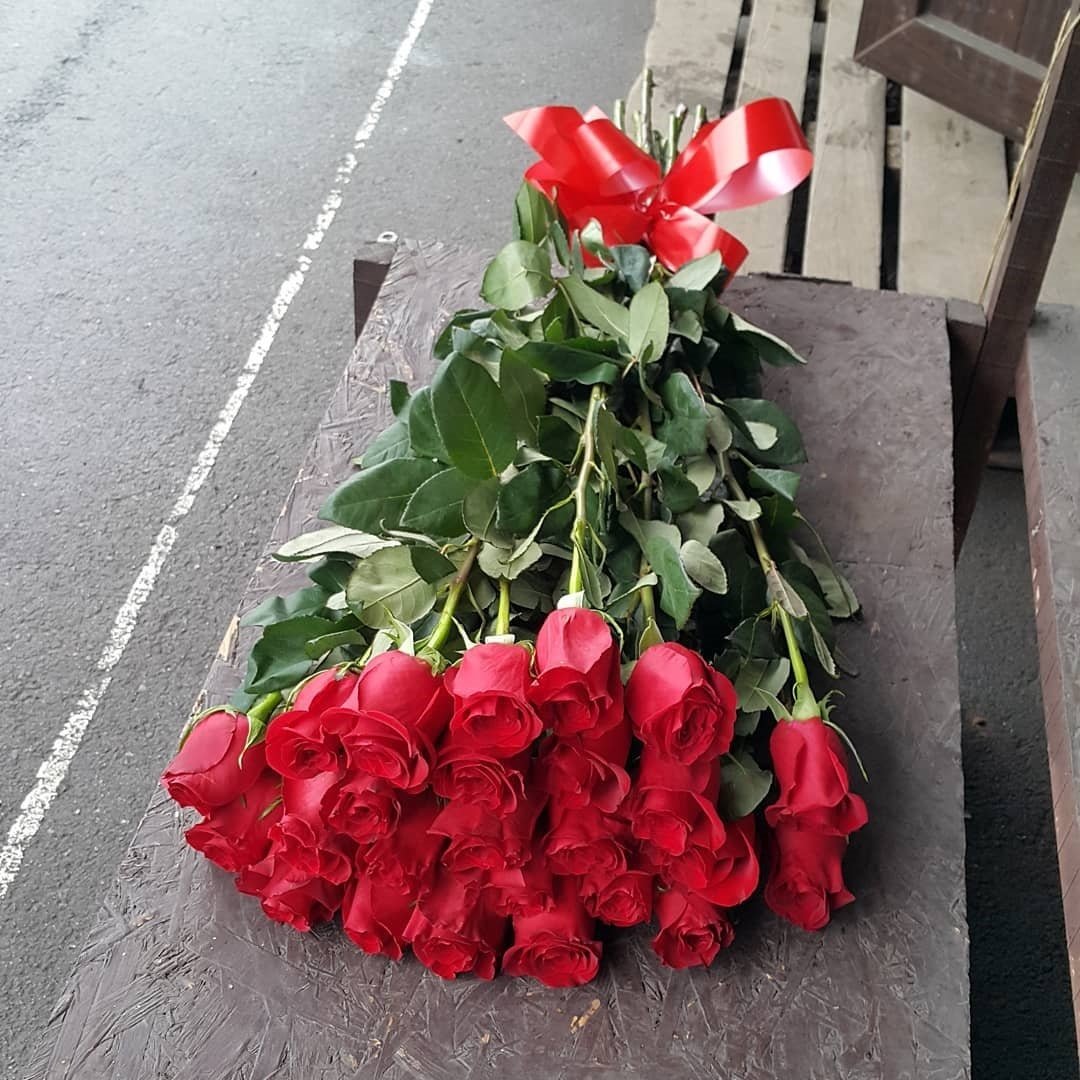 Роза красная Голландия