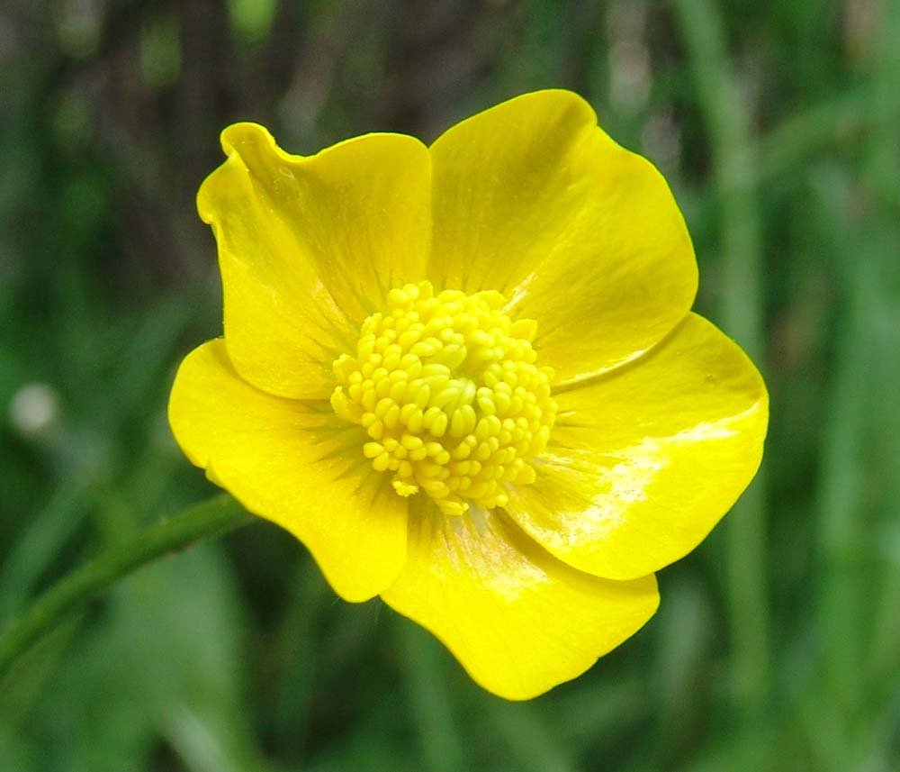 Ranunculus Acris Лютик едкий