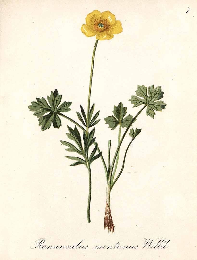 Ranunculus polyphyllus