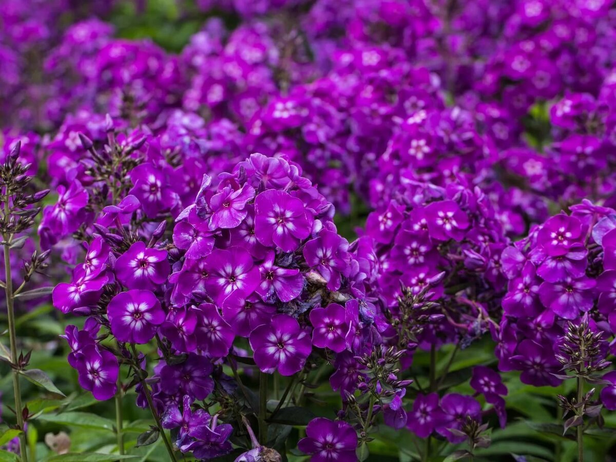 Флокс метельчатый Phlox paniculata Purple Kiss
