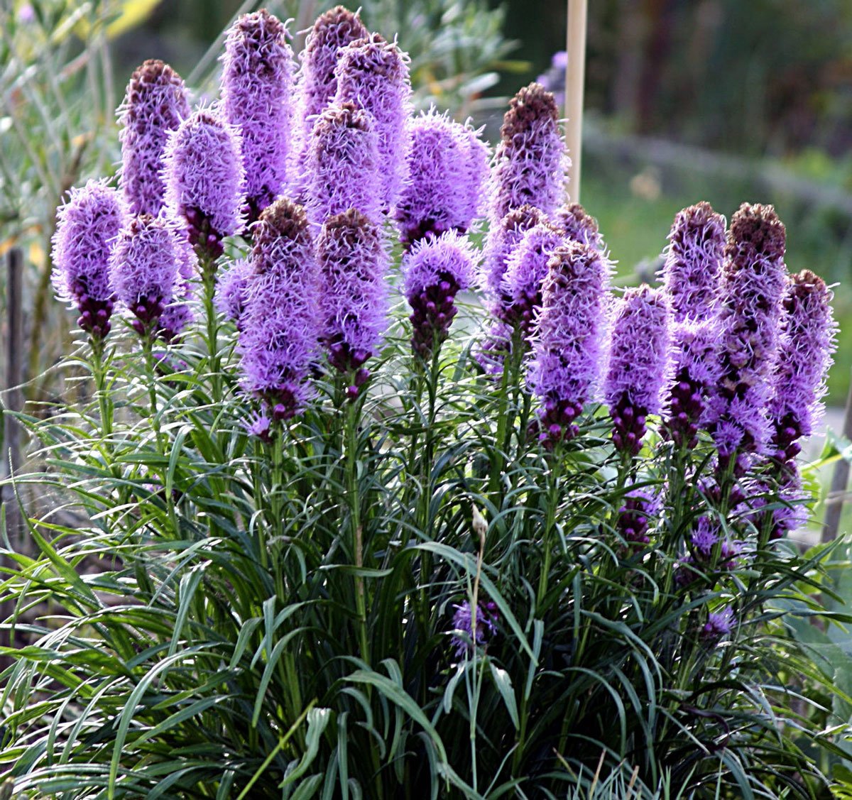 Лиатрис спиката spicata