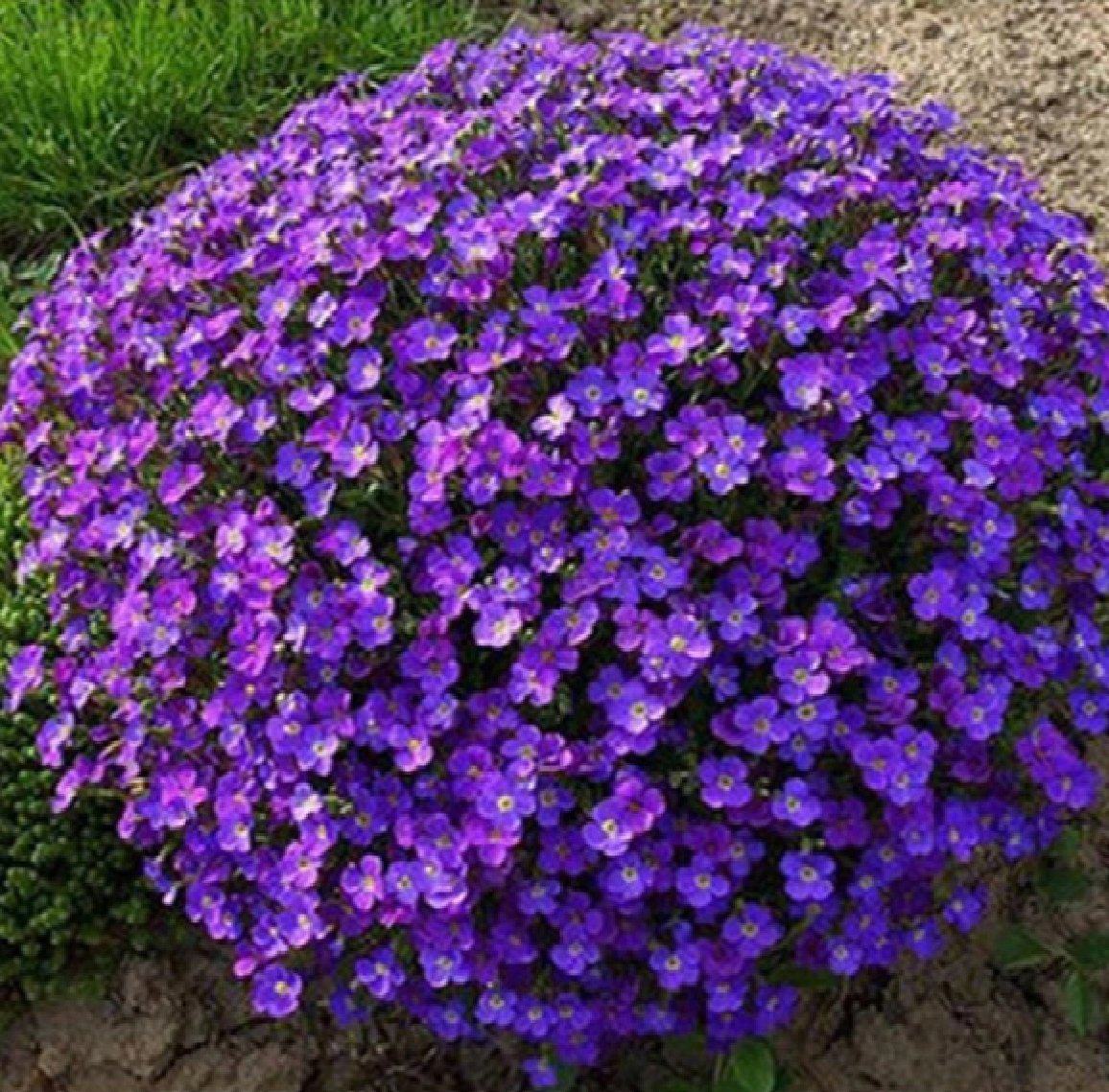 Обриета Royal Violet