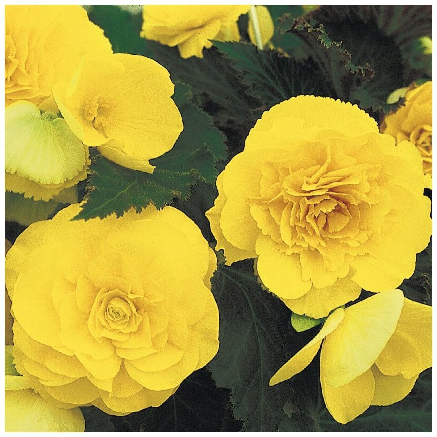 Желтые махровые цветы