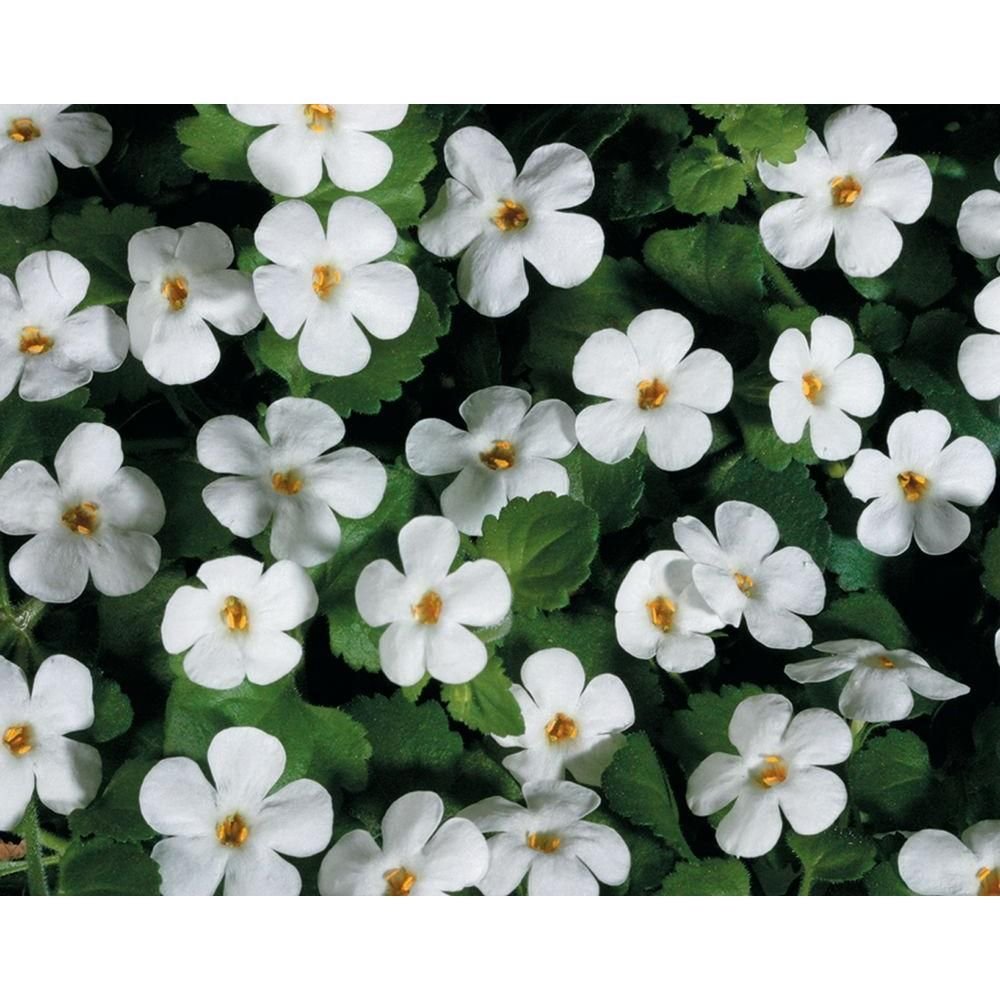 Бакопа Bahia White