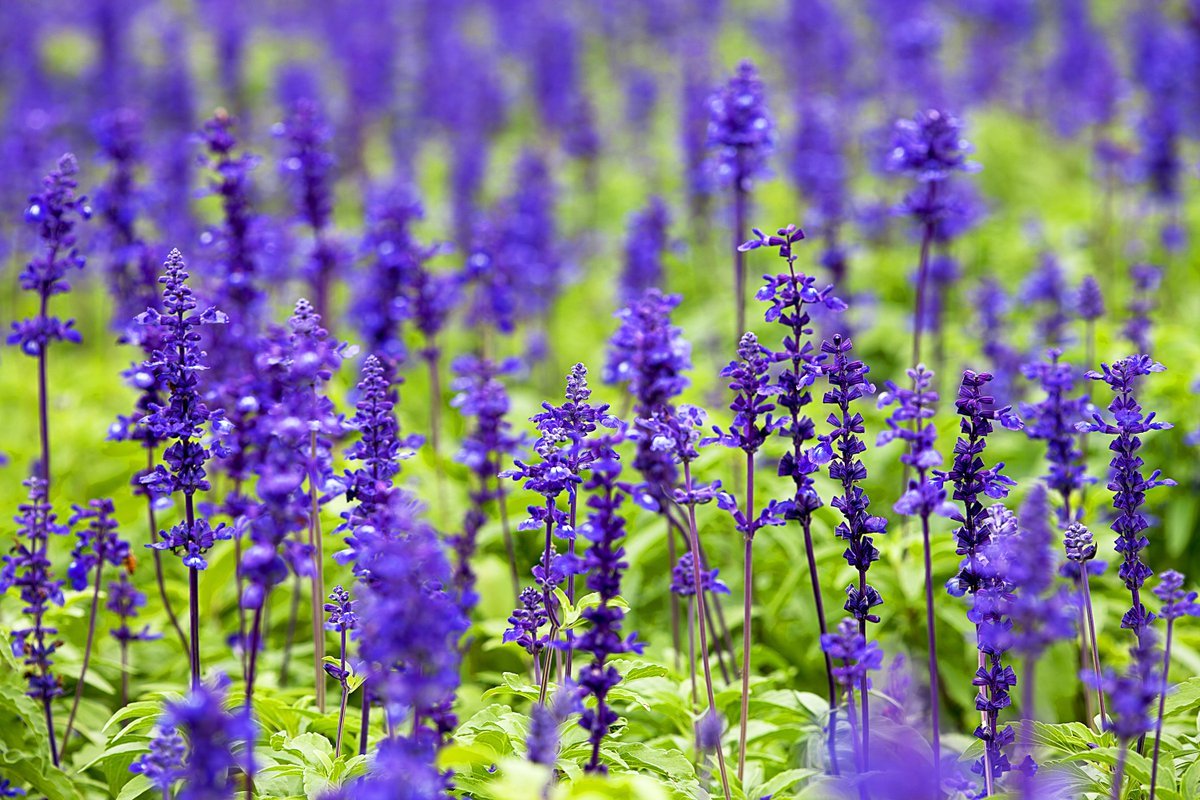 Шалфей мутовчатый Purple Rain