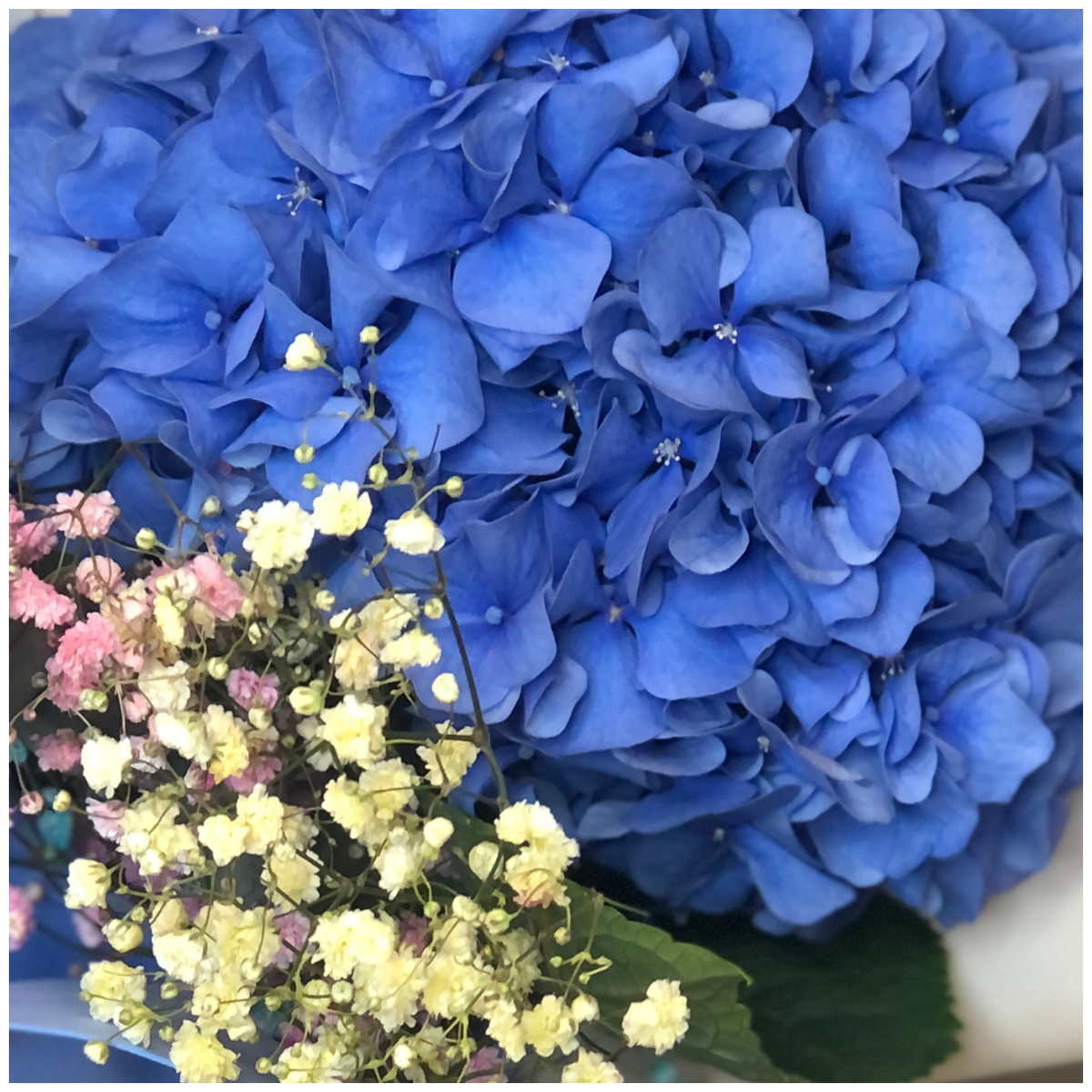 Букет гортензий «Niko Blue»