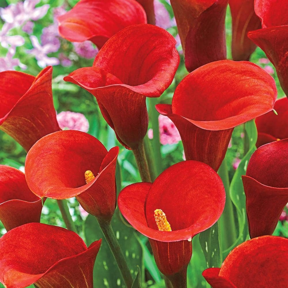 Калла Zantedeschia Red Alert