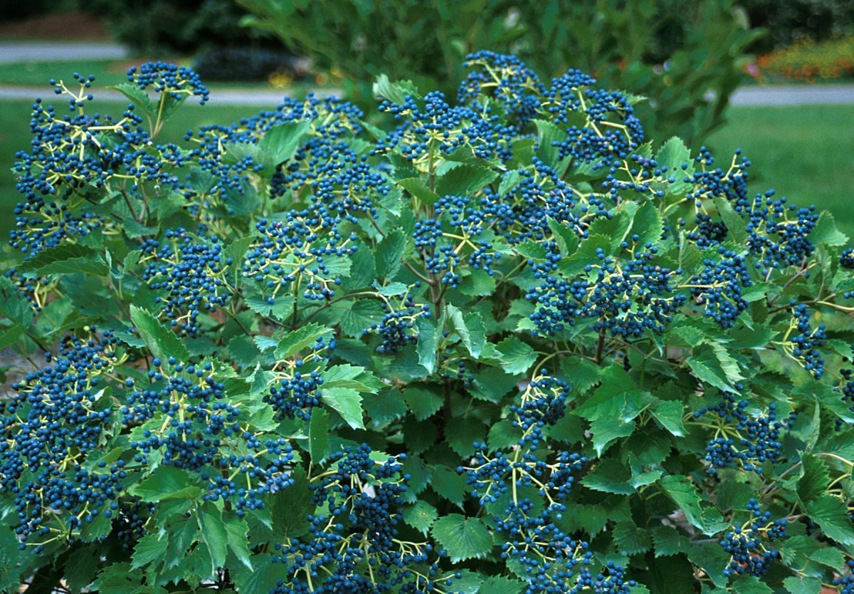 Вибурнум Magical Blue