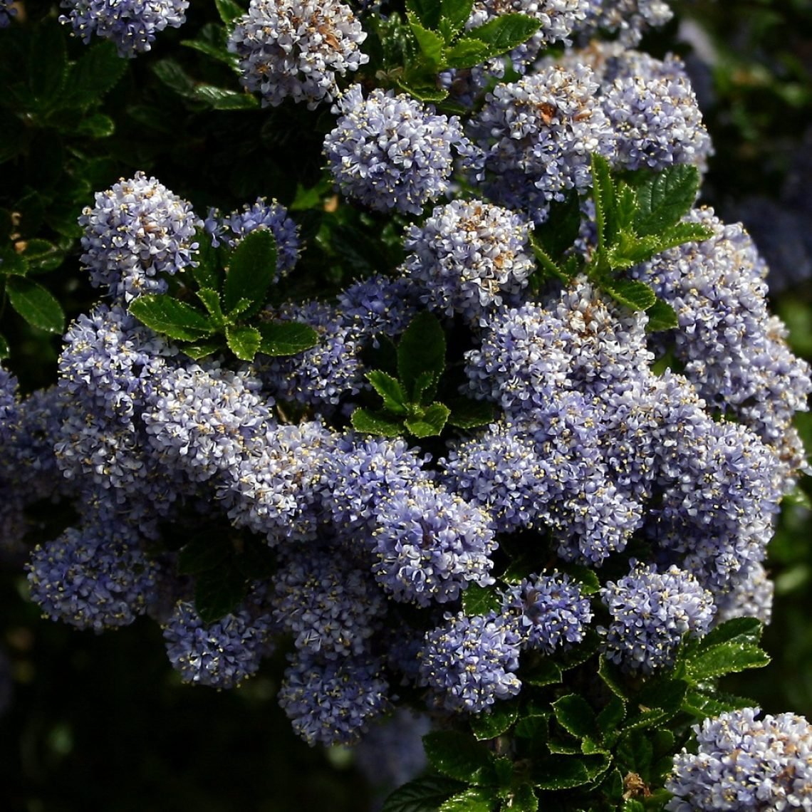 Цеанотус Blue Mound