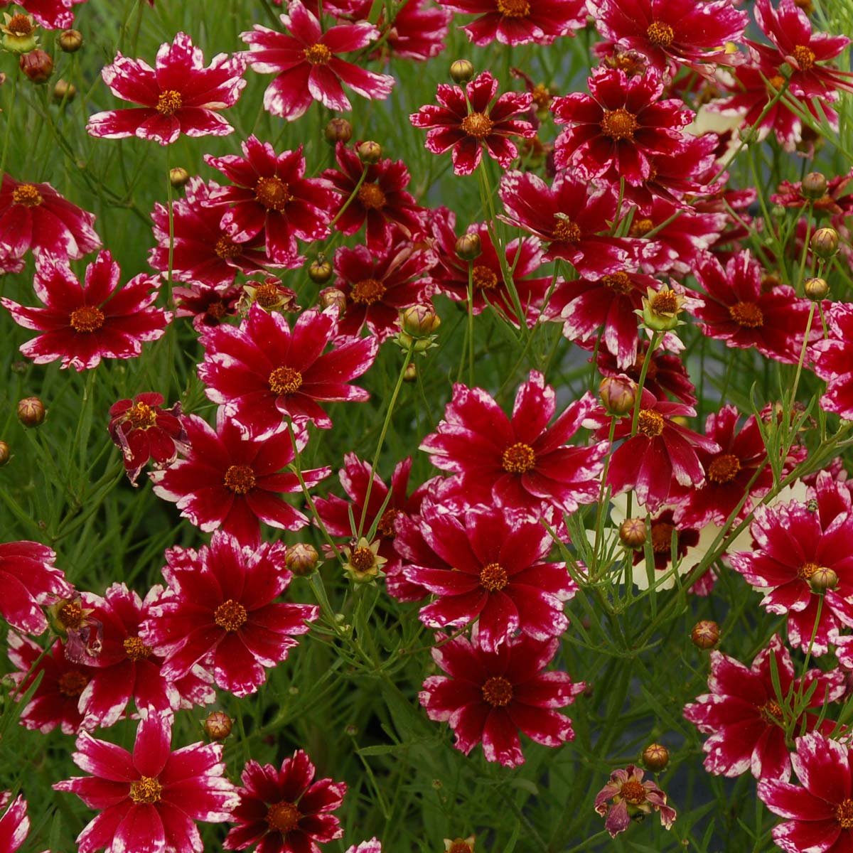 Кореопсис Coreopsis Ruby Frost