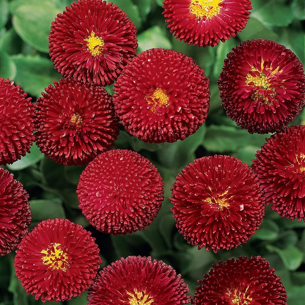 Маргаритка многолетняя Bellis perennis