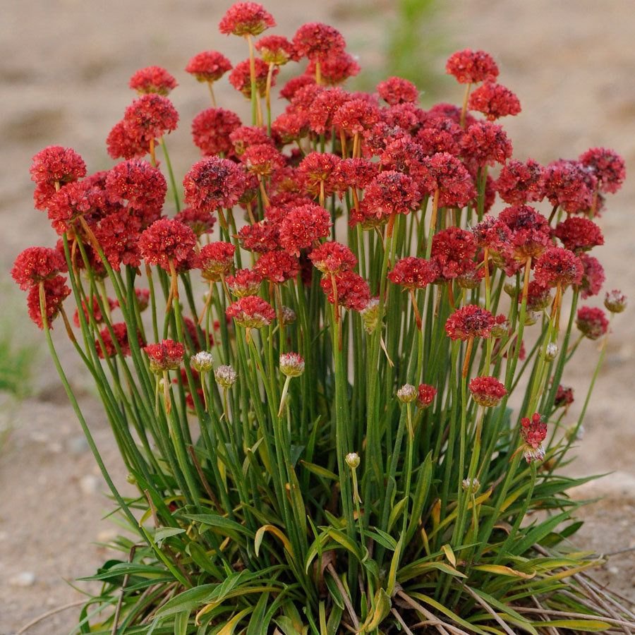 Армерия Приморская 'Ballerina Red'