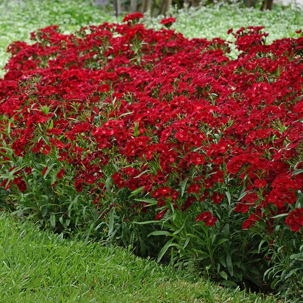 Гвоздика гибридная Рокин Red