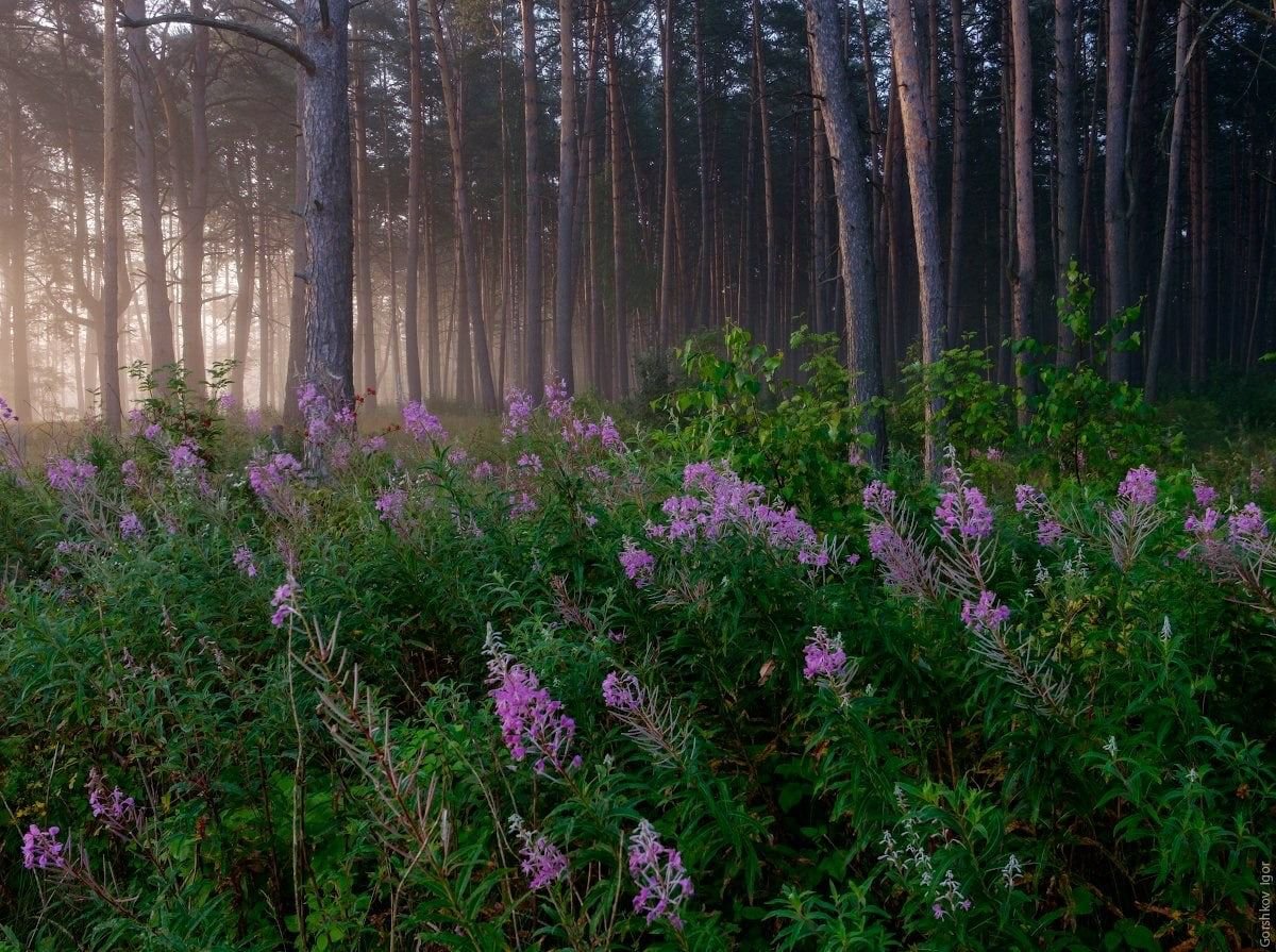 Лесные Цветы Подмосковья Фото