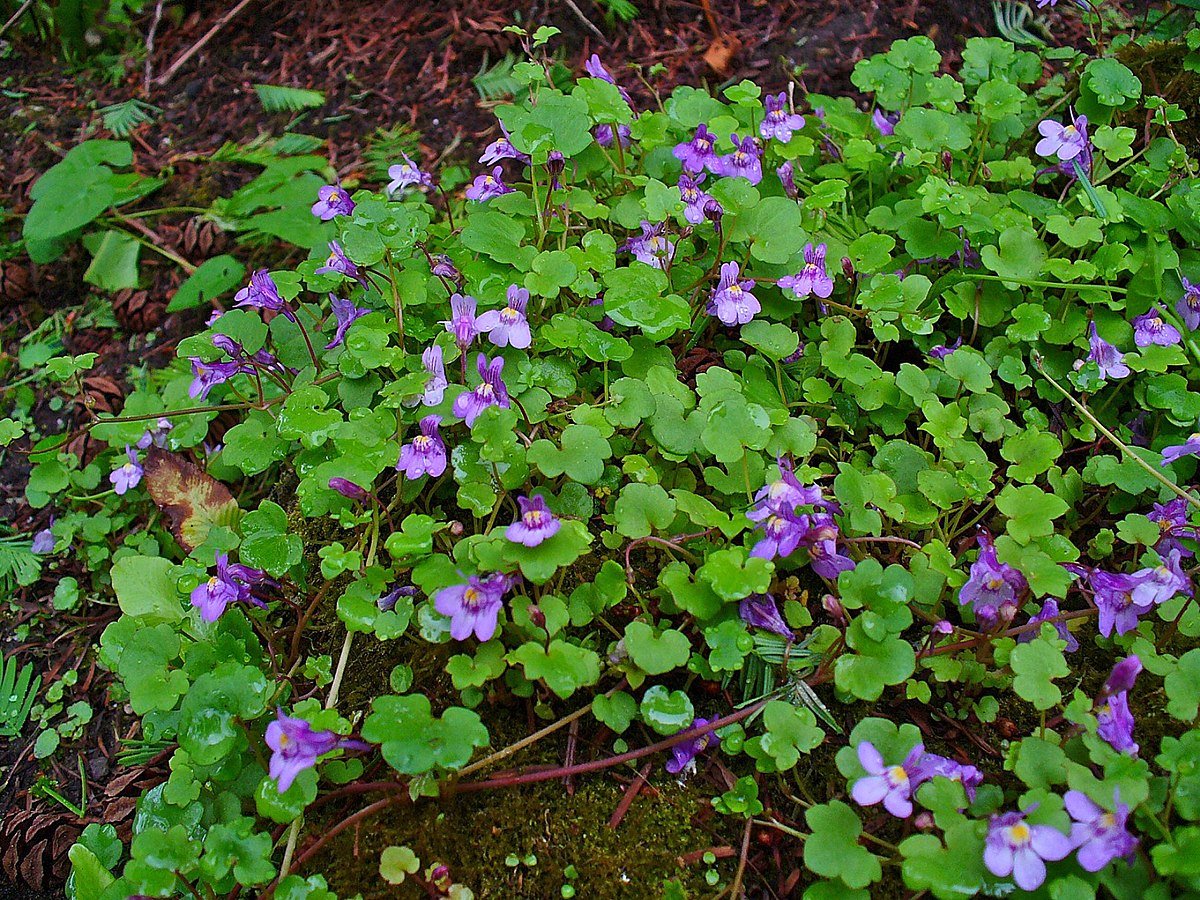 Цимбалярия постенная Cymbalaria muralis