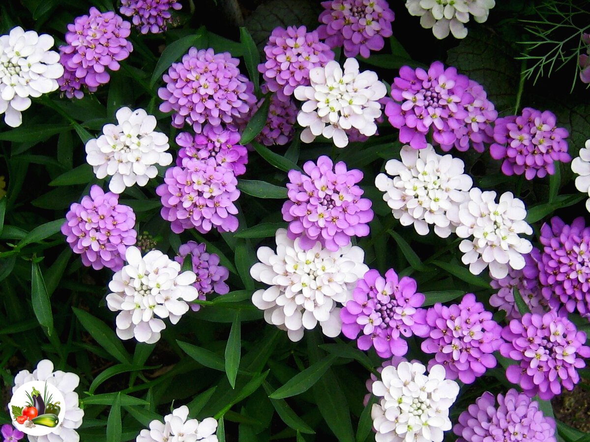 Маленькие цветы многолетники
