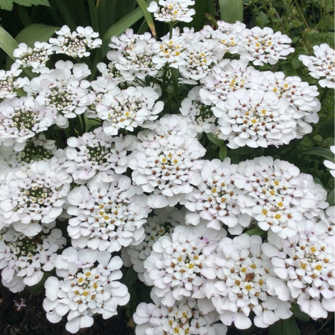Иберис sempervirens