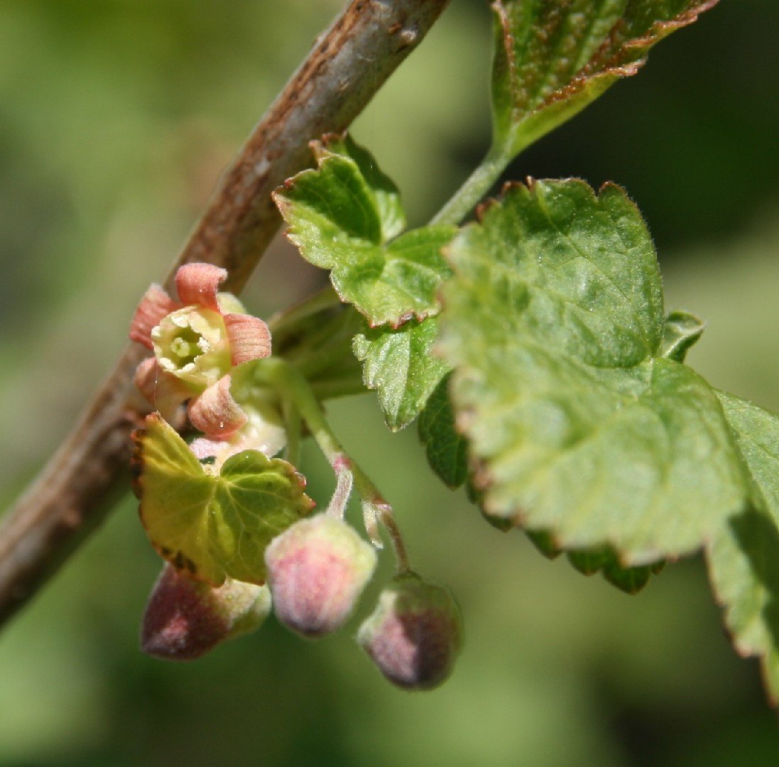 Ribes nigrum Flowers