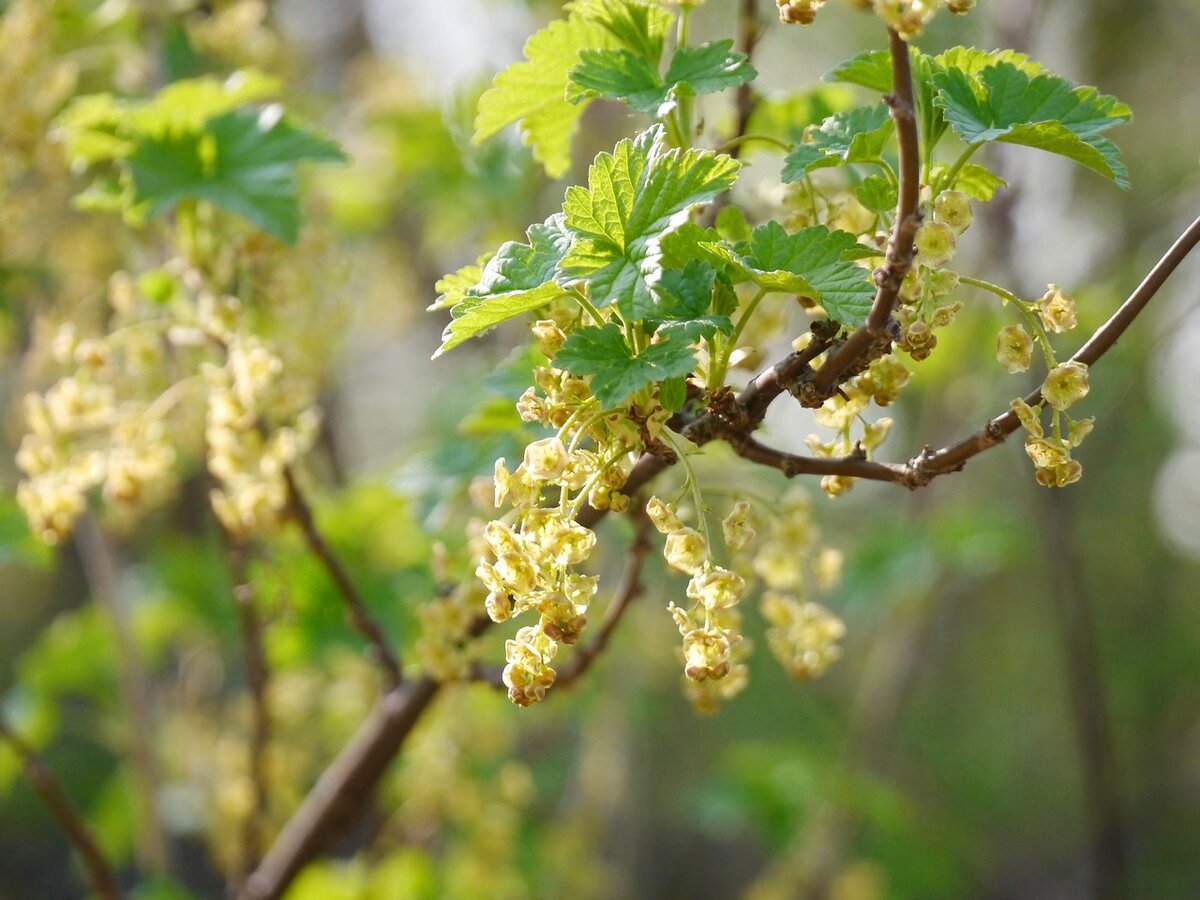 Ribes niveum куст